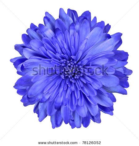 Single Deep Blue Chrysanthemum Flower Isolated over White Background. Beautiful Dahlia Flowerhead Macro - stock photo Blue Chrysanthemum Flower, Blue Flowers Images, Blue Chrysanthemum, November Flower, Columbine Flower, Alcohol Ink Crafts, Blue Hearts, Light Blue Flowers, How To Wrap Flowers