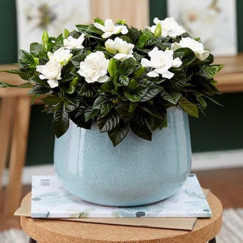 5 of the best-smelling houseplants to make your home smell amazing Gardenia Jasminoides, Smelling Flowers, نباتات منزلية, Household Plants, Plant Hacks, Fragrant Plant, Aromatic Plant, Inside Plants, Plant Supplies