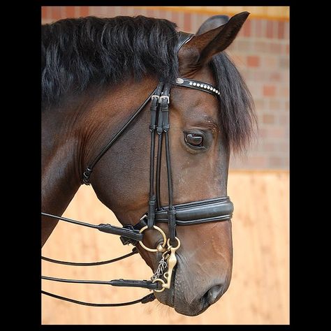 Horse Tack English, Horse English, Horses Tack, Dressage Bridle, English Horse Tack, Drawing Refrences, English Bridle, Types Of Horses, Bridles