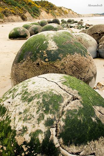 Moeraki Boulders, New Zealand | Flickr - Photo Sharing! Moeraki Boulders, Landform, Giant Tree, Ancient Animals, Fairy Queen, Ancient Forest, Ancient Mysteries, Gods Creation, Countries Of The World