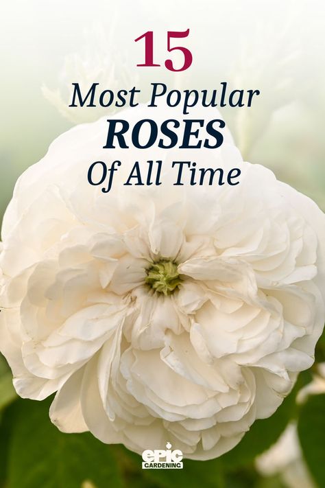 Large, white rose with dense pedals Small Rose Garden Ideas, How To Plant Roses, Roses In Water, Roses In Pots, Best Perennials For Shade, Rose Bush Care, Prune Roses, French Cottage Garden, Rose Garden Ideas