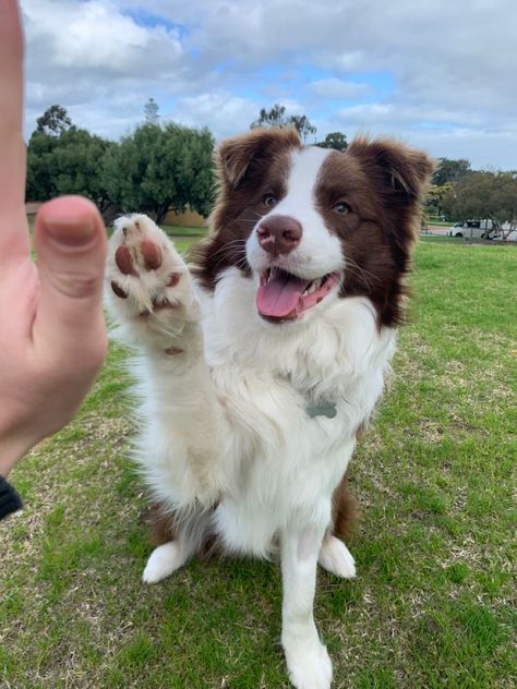 Aussie Puppies, Collie Puppies, Border Collie Puppies, Very Cute Dogs, Australian Shepherds, Really Cute Dogs, Border Collie Dog, West Highland Terrier, Collie Dog