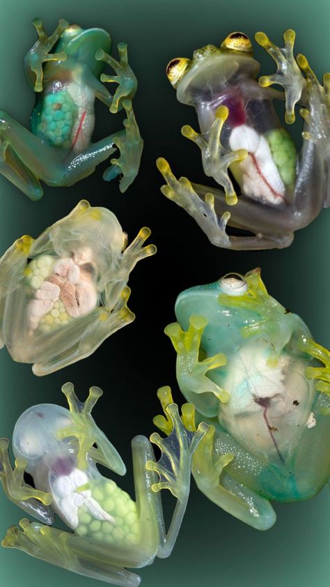 Glass Frogs, Pretty Animals, Jolie Photo, Funky Art, Art Reference Photos, Frogs, Beautiful Creatures, Creative Play, Drawing Inspiration