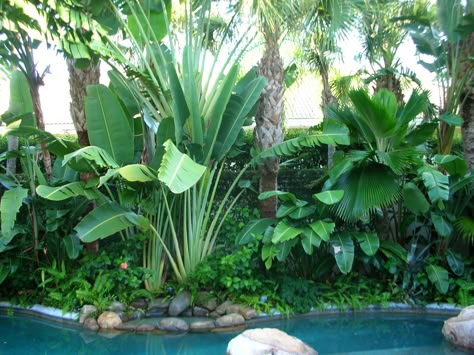 travelers palms | Copyright All Rights Reserved | Site Design and Programming by ... Travelers Palm, Landscaping Around Pool, Tropical Pool Landscaping, Tropical Backyard Landscaping, Pool Plants, Tropical Landscape Design, Travellers Palm, Florida Landscaping, Tropical Trees