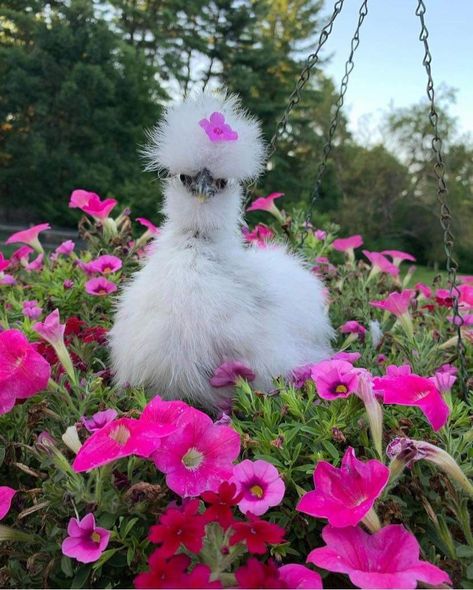 Cute Chickens Aesthetic, Pet Chicken Aesthetic, Cute Chicken Aesthetic, Silkie Chicken Aesthetic, Pink Eggs Chickens, Fluffy Chickens, Fluffy Chicken, Weird Birds, Silkie Chickens