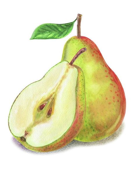 Pear Drawing, Botanical Sketchbook, Pear Art, Fruits Drawing, Colored Pencil Artwork, Watercolor Food, Watercolor Fruit, Watercolor Paintings Easy, Fruit Painting