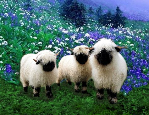 I love Valais Blacknose Sheep! Cloned several stock images to create design for my coffee mug and iPhone. Baby Animals, Goats, Blacknose Sheep, Valais Blacknose, Valais Blacknose Sheep, Sheep Art, Cute Sheep, Flower Field, Happy Day