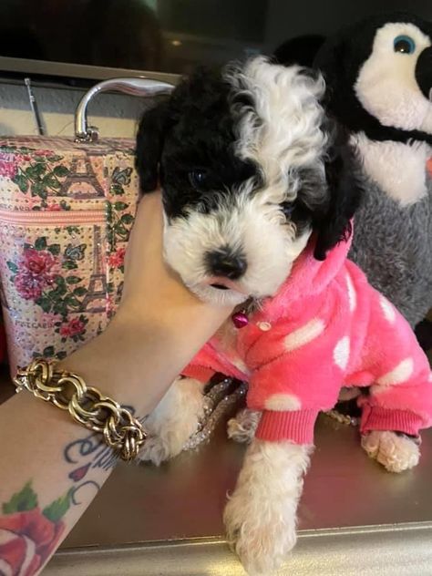 Black And White Toy Poodle, Black And White Mini Poodle, Black Cavapoo, Black And White Poodle, Poodle Puppy Black, Miniature Poodle Black, Mini Poodle Puppy, White Toy Poodle, Parti Poodle