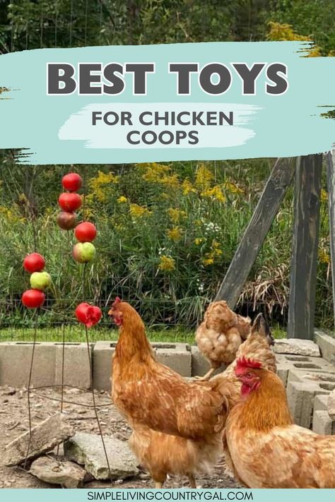 Discover the secret to a happy, healthy flock with these chicken toys! These ideas will turn your coop into a playground, with DIY options to must-have buys. Keep your flock happy and healthy with these chicken toys. There are several DIY and store bought options that can stimulate your feathered friends' natural behaviors. Coop Roost Ideas, Chicken Coop Roost Ideas, Chicken Coop Roost, Diy Chicken Toys, Chicken Roost Ideas, Chicken Perches, Chicken Pecking, Chicken Roost, Chicken Flock