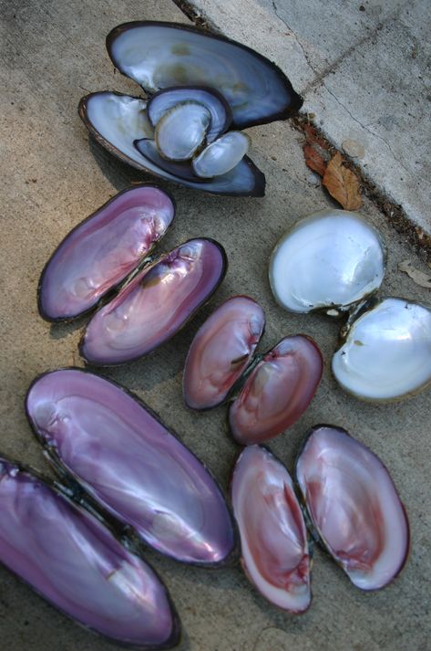 Clams Aesthetic, Shells Aesthetics, Big Shells, Pretty Shells, Coding Images, Shell Fish, Big Shell, Clam Shells, Water Aesthetic