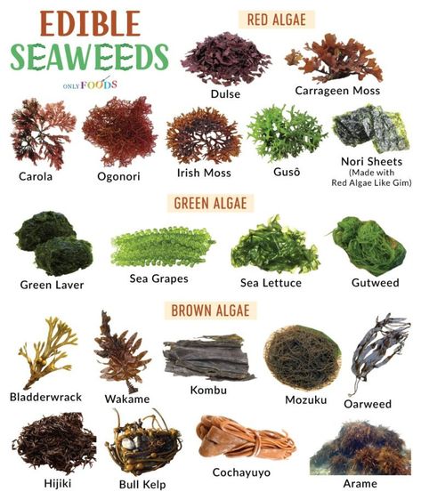 Types of Sea Vegetables (Edible Seaweeds) - List With Pictures Edible Seeds List, Tower Farming, Miso Recipe, Edible Seaweed, Types Of Sushi, Edible Seeds, Sea Vegetables, Food Infographic, Herbal Healing