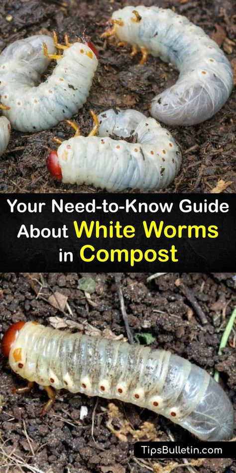 Learn if clear worms, or pot worms, are good or bad for the compost pile. While red worm casting is normal when composting worms to turn food scraps into finished compost, a white worm is unexpected. Yet, these worms are a beneficial part of the composting process. #white #worms #compost #clear Worm Composting Bin Diy, Compost Pile Diy, Diy Worm Compost Bin, Compost Worms, Composting Worms, Red Worm Composting, Worm Farm Diy, Worm Farms, Worm Beds