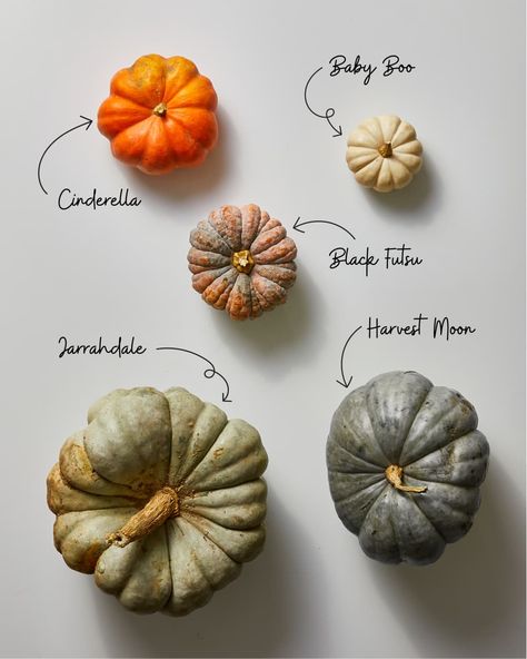 Pumpkin Varieties Chart, Rag Pumpkins, Scandi Cottagecore, Pumpkin Types, Autumn Vegetables, Types Of Pumpkins, Pumpkin Varieties, Pumpkin Hummus, Cooking Pumpkin