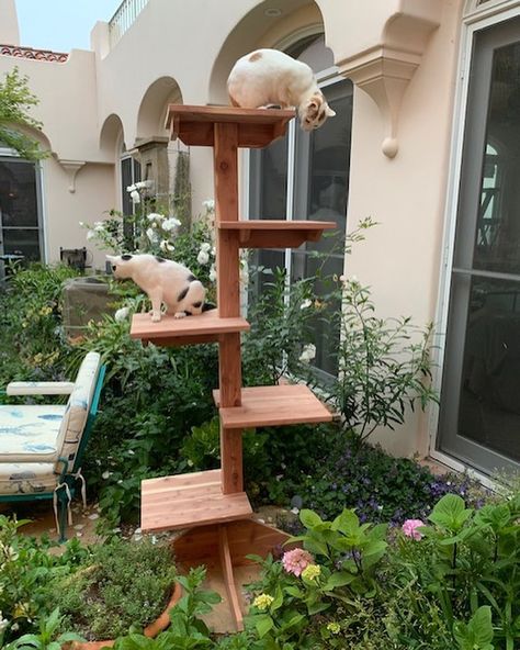 SUMMER CAT SHOWCASE: Indoor-Outdoor Cedar Cat Trees, Gyms, Houses, Wall Climbers - CatsPlay Superstore Outdoor Cat Climber, Outdoor Cat Stairs, Diy Outdoor Cat Tree, Outdoor Cat Tower, Outdoor Cat Furniture, Cat Platform, Outdoor Cat Tree, Cats Climbing, Cat Walkway