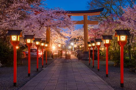 Hirano Shrine: Kyoto's Sakura Party Scene - Travel Caffeine Japan Aesthetic Landscape, Kyoto Landscape, Japan Landscape Photography, Cherry Blossom City, Kyoto Japan Cherry Blossom, Kyoto Japan Aesthetic, Kyoto Aesthetic, Sakura Party, Kyoto Sakura