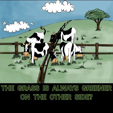 The grass is always greener on the other side? Grass Is Always Greener, The Grass Is Greener, Grass Is Greener, Inspirational Qoutes, Green Pasture, The Grass, Green Grass, The Other Side, Image Types