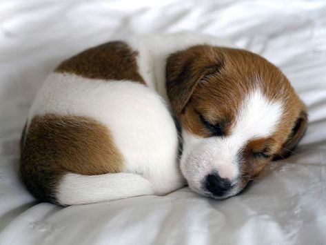 Sleepy Puppy. Bed, White