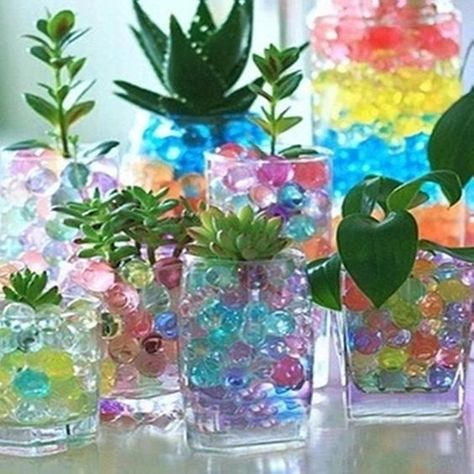 Alicia - Floral Succulents In Glass, Indoor Greenery, Gel Beads, Plants Growing, Hydroponic Plants, Plant Nutrients, Water Beads, Glass Tumblers, Vase Fillers