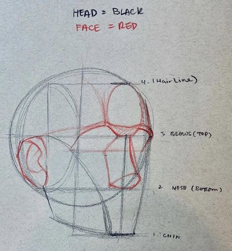 Head Art Study, Head Studies Art Reference, Side Profile Guidelines, Loomis Method Head Front View, Face Porpotion Reference, Head Structure Drawing, Face Diagram, Loomis Head, Faces Tutorial