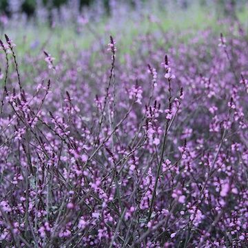 Verbena Officinalis, Bach Flowers, Purple Garden, Mediterranean Garden, Window Boxes, Blooming Flowers, Orange And Purple, Secret Garden, Flower Garden