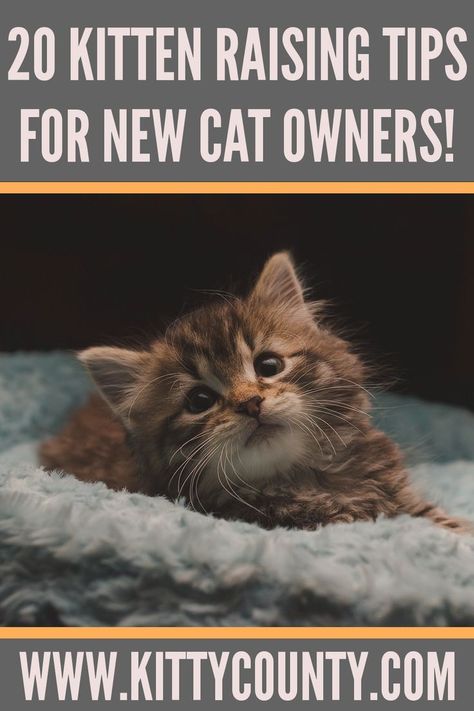 first-time kitten owner tips How To Care For Kittens Tips, Tips For New Kitten Owners, Kitten Organization Ideas, How To Train A Kitten Cat Behavior, New Kitten Aesthetic, Things You Need For A Kitten, Kittens Care Tips, Kitten Needs List, Kitten Checklist New