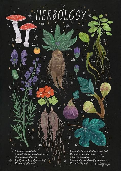 Foto Muro Collage, Plant Magic, Illustration Photo, Wow Art, Witch Aesthetic, Green Witch, Book Of Shadows, Botanical Illustration, Botanical Art