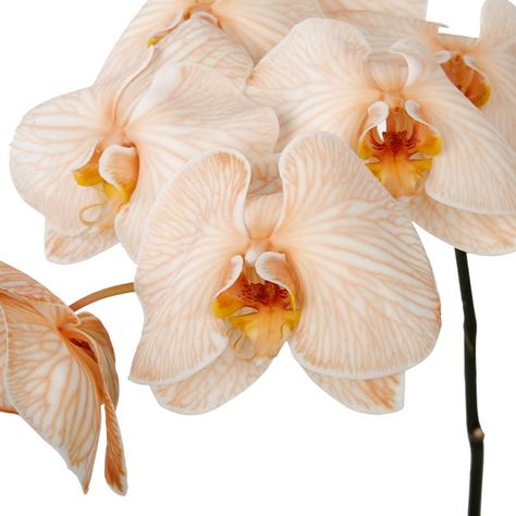 phalaenopsis dyed apricot (3)_600x600 Vip Roses, Apricot Wedding, Black Tulips, Flower Inspiration, Gold Kitchen, Fresh Cut Flowers, White Orchids, Art Stuff, Cut Flowers