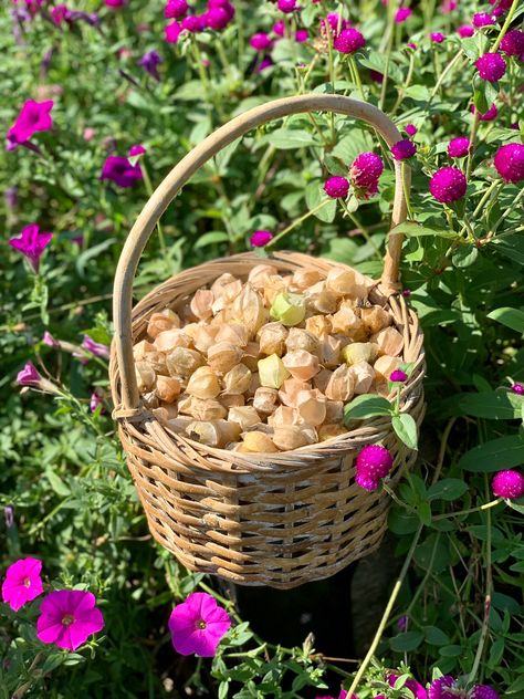 Cape gooseberries Cape Gooseberry, Tiny Garden, Kiwi, Cape