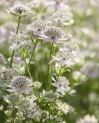 Astrantia Flower, Farmer Gracy, Astrantia Major, Summer Bulbs, Pink Plant, Hardy Perennials, Woodland Garden, White Gardens, Bulb Flowers