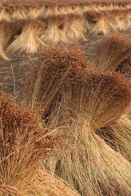 ~☆~ Flax Flowers, Stormlight Archive, Cotton Fields, Inspiration From Nature, Flax Plant, Visual Elements, Kaftan Style, Natural Fibres, Herbs And Spices