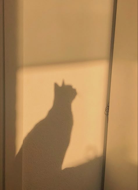 Cat Shadow Aesthetic, Shadow Cat, Cat Shadow, Cat Stories, Shadow Play, Art Style Inspiration, April 27, Cat Aesthetic, Sky Aesthetic