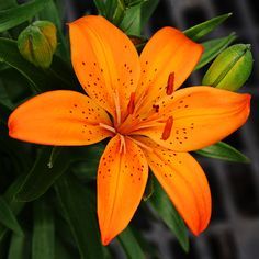 Orange Flower in the form of Natural Form Orange Lily Flower, Asiatic Lily, Lilies Drawing, Fleur Orange, Blossom Garden, Asiatic Lilies, Day Lilies, Flower Therapy, Natural Form