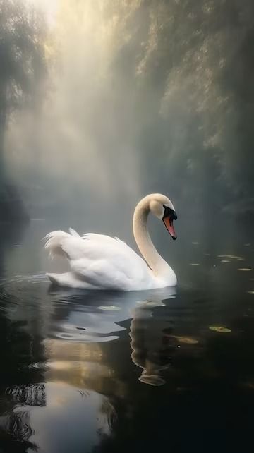 Premium Photo | Photo a swan swimming in the water Beautiful Swan, White Swan, Swansea, Swan Lake, Art Kit, Swans, Live Wallpapers, Diamond Art, Paint Set