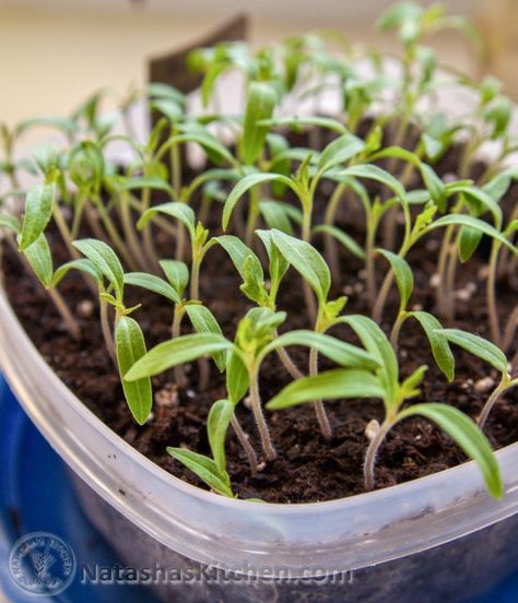 How to Plant Tomatoes - Sprouting seeds - NatashasKitchen.com How To Plant Tomatoes, Plant Tomatoes, Sprouting Seeds, Starting Seeds Indoors, Gardening Trends, Garden Veggies, Tomato Seeds, Growing Tomatoes, Tomato Plants