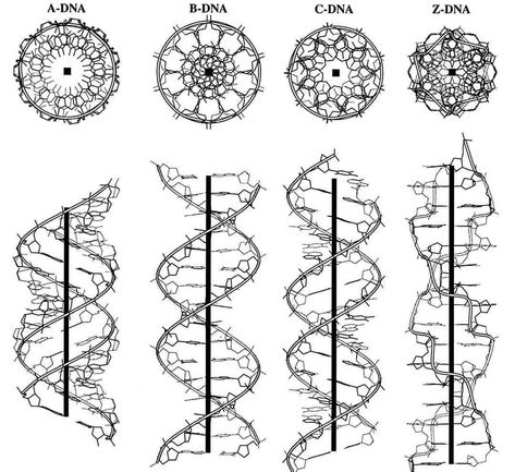 Robert Edward Grant on Instagram: “We are universal geometry... #DNA #UniversalGeometry #geometry #sacredgeometry #naturalgeometry #molecoles #molecularbiology #genetics…” Science Tattoo, Science Tattoos, Dna Art, Dna Tattoo, Sacred Science, Sacred Geometry Art, Spirit Science, Double Helix, Geometry Art