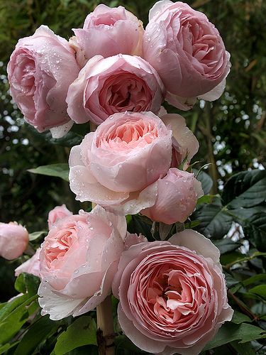 Rose : Heritage | By David Austin (UK). Taken in my garden, … | Flickr Rosen Beet, Heritage Rose, نباتات منزلية, Austin Rose, David Austin Roses, Have Inspiration, David Austin, Rose Photos, English Rose