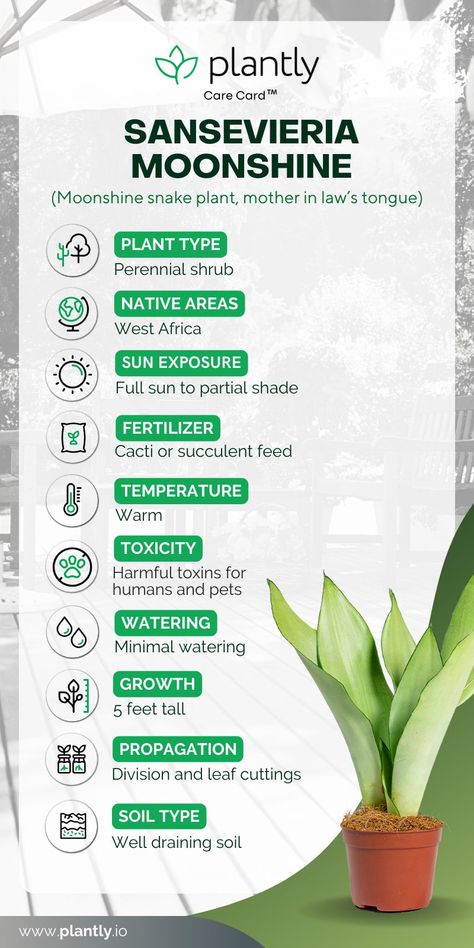 Sansevieria Moonshine Plant Care | Plantly Moonshine Snake Plant Care, Moonshine Snake Plant, Moonshine Plant, Moonshine Sansevieria, Sansevieria Moonshine, Snake Plant Indoor, Snake Plant Care, Sansevieria Plant, Mother In Law Tongue