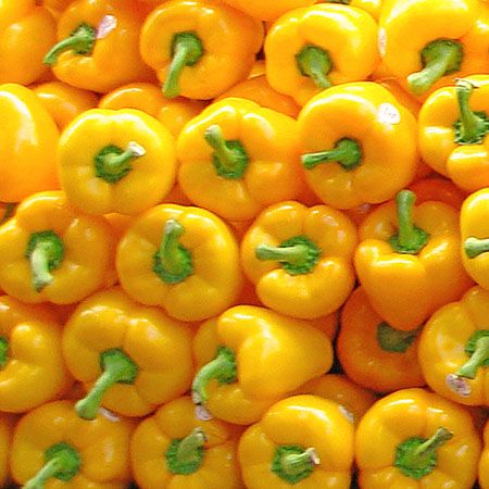 Yellow Peppers. 12 x 12, Edition of 10, $100, by ak Design, Limited Edition Fine Art Photography Yellow Food, Yellow Foods, Yellow Pepper, Yellow Brick Road, Yellow Submarine, Yellow Aesthetic, Colour Board, Fruit And Veg, Perfect World