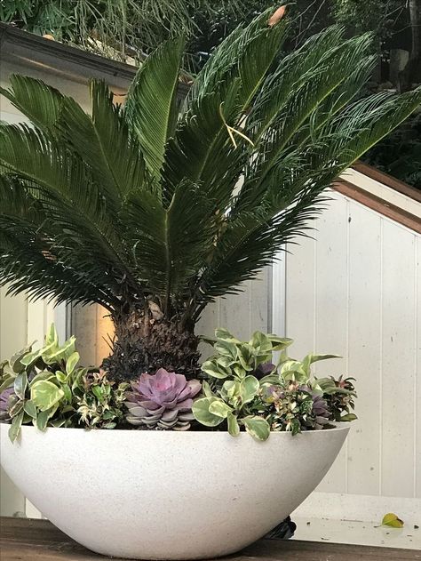 Potted Plant Landscaping, Modern Planters Indoor, Modern Planters Outdoor, Palm Trees Landscaping, Sacred Garden, Pathway Landscaping, Potted Plants Outdoor, Outdoor Pots, Front Yard Garden