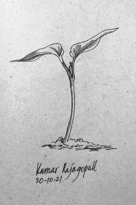 Pen and Ink drawing for Inktober2021- Sprout Sprouts Drawing, Sprout Drawing, Pen Drawings, Christian Business, Tiny Plants, Ink Pen, Ink Illustrations, Ink Pen Drawings, Pen Drawing