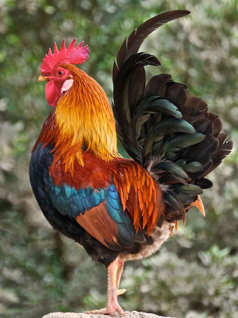 A Rock, Rooster