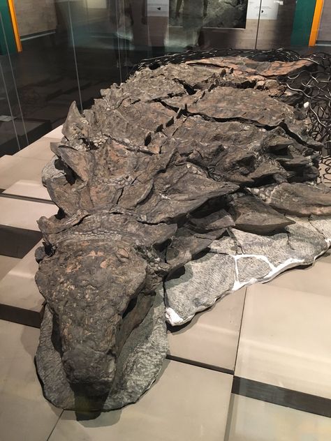 Definitely the most beautiful ankylosaur specimen in the world, the fabulous Borealopelta @RoyalTyrrell Prehistoric Wildlife, Animal Skeletons, Fossil Bones, Dinosaur Pictures, Ancient Animals, Image Nature, Paleo Art, Extinct Animals, Dinosaur Art