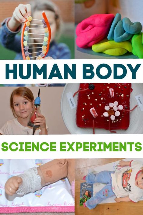 Science experiments for learning about the Human body Human Body Science Experiments, Human Body Experiments, The Human Body For Kids, Human Body Homeschool, Human Body For Kids, Early Years Science, Human Body Systems Projects, Body Systems Project, Human Body Crafts