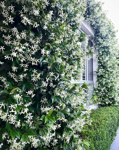 Star Jasmine Balcony, Star Jasmine Front Of House, Chinese Star Jasmine, Jasmine On House, Jasmine Flower Garden, Star Of Jasmine, Star Jasmine Fence, Star Jasmine Wall, Jasmin Garden