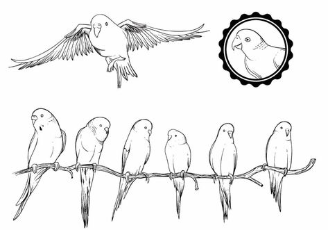 Budgie Set Budgie Tattoo, Parrot Tattoo, Pyrography Patterns, Turtle Tattoo, Bird Coloring Pages, Parakeets, Animal Sketches, Bird Drawings, Mini Tattoos