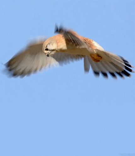 Falcon Flying GIF - Falcon Flying Flapping - Discover & Share GIFs Fly Gif, Gif Ideas, Bird Flying, Bird Gif, Kestrel, Animation Reference, 2d Animation, Birds Of Prey, Birds Flying