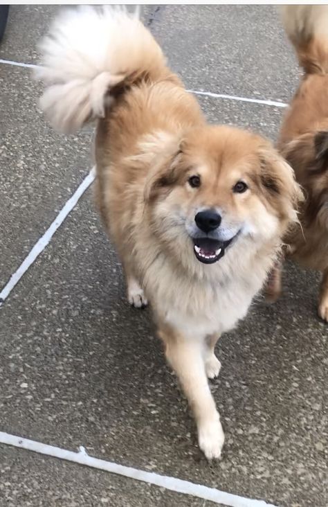 Chow Chow Mix, Golden Retriever Mix, Collie Mix, Pretty Dogs, Save Animals, Dog Rescue, Mixed Breed, Family Dogs, Chow Chow