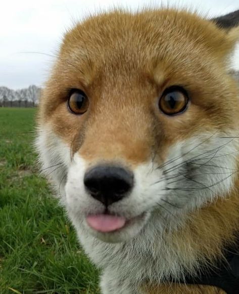 Fox Pet Aesthetic, Cute Fox Photos, Fox Funny Pictures, Silly Fox Pictures, Fox Looking Up, Fox Astethic, Fox Side Profile, Funny Fox Pictures, Foxes Aesthetic