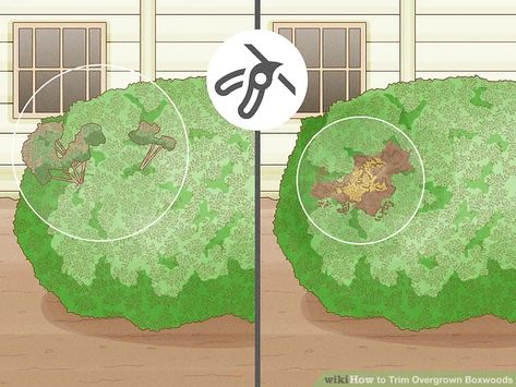 How to Trim Overgrown Boxwoods: 7 Steps (with Pictures) - wikiHow How To Shape Boxwood Shrubs, Trim Bushes Shape, When To Trim Boxwoods Shrubs, Trim Boxwood Shrubs, Bush Trimming Shape, Pruning Boxwood Shrubs, Trimming Boxwood Shrubs, Shaping Boxwood Bushes, How To Trim Boxwood Bushes