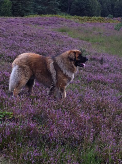 Lobbuz @ de Brunssummerhei; sept 2012 Leonberger Aesthetic, Leonberger Dog, Caucasian Shepherd Dog, Caucasian Shepherd, Giant Dog Breeds, Group Of Dogs, Giant Dogs, Secret Life Of Pets, Virtual Pet